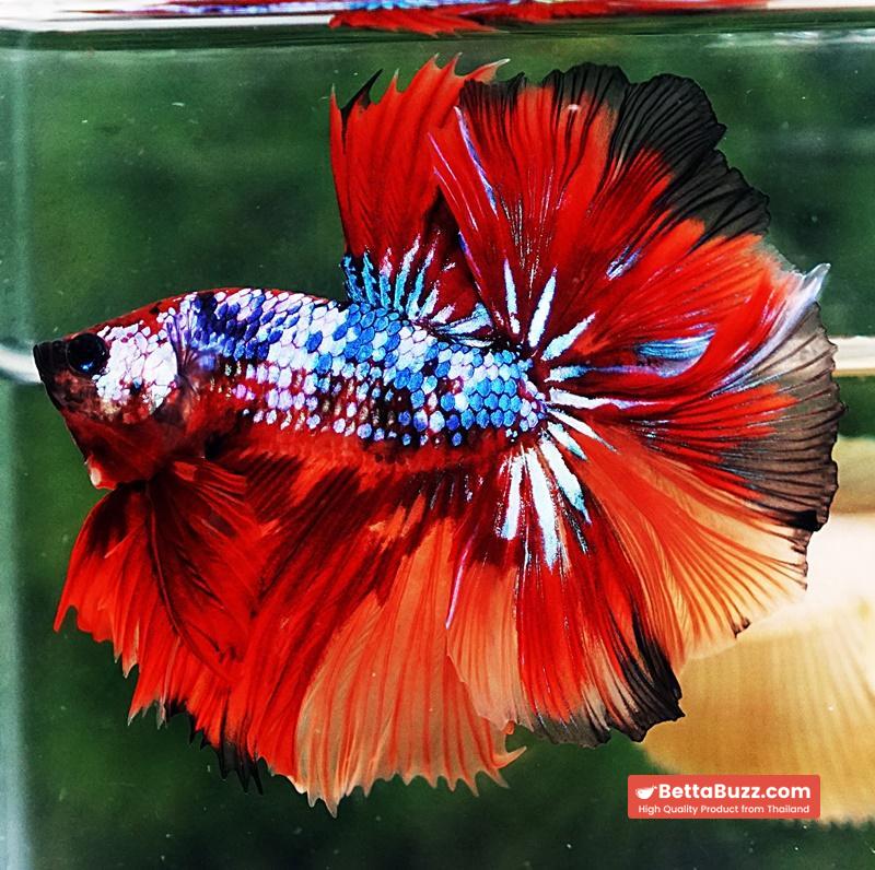 Betta fish OHM Multicolor On Fire - Image 3