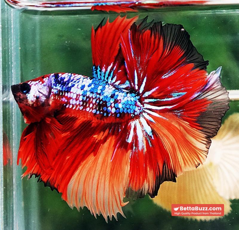Betta fish OHM Multicolor On Fire - Image 5