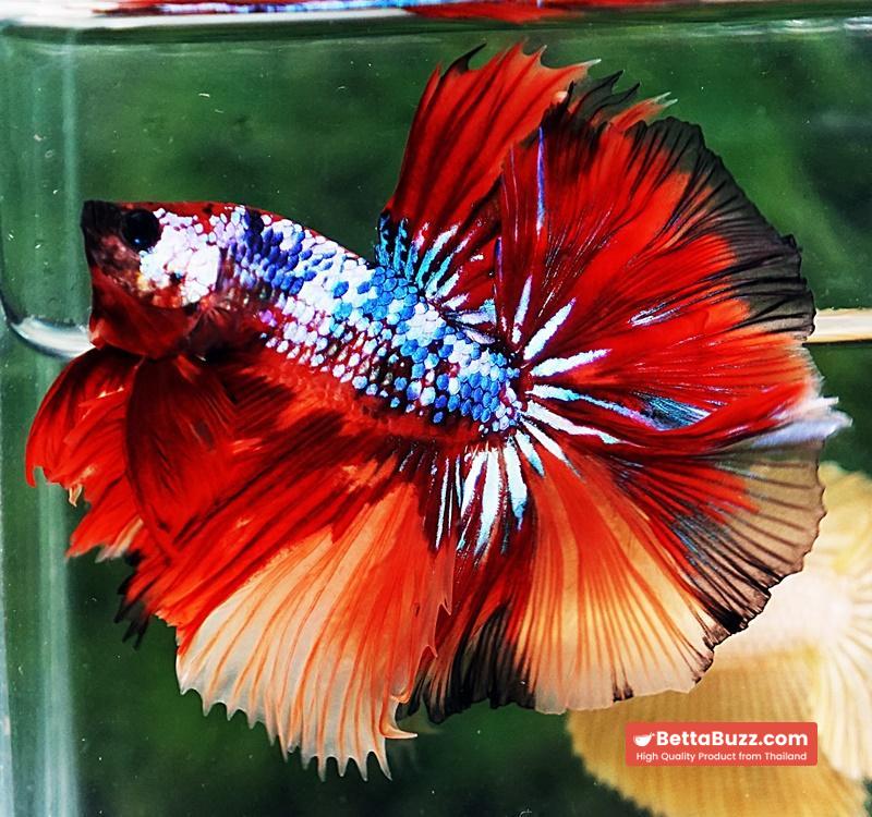 Betta fish OHM Multicolor On Fire - Image 6