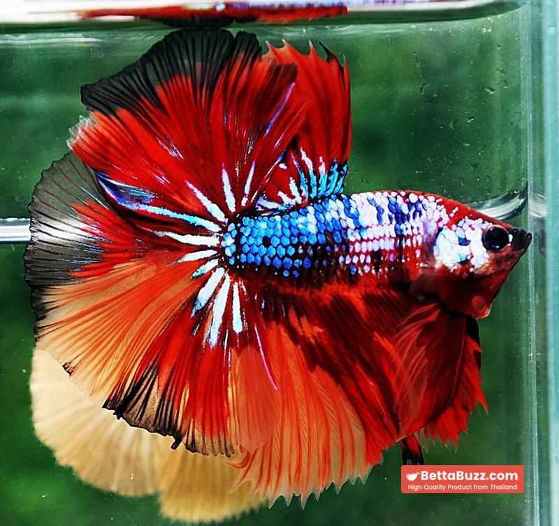 Betta fish OHM Multicolor On Fire - Image 7
