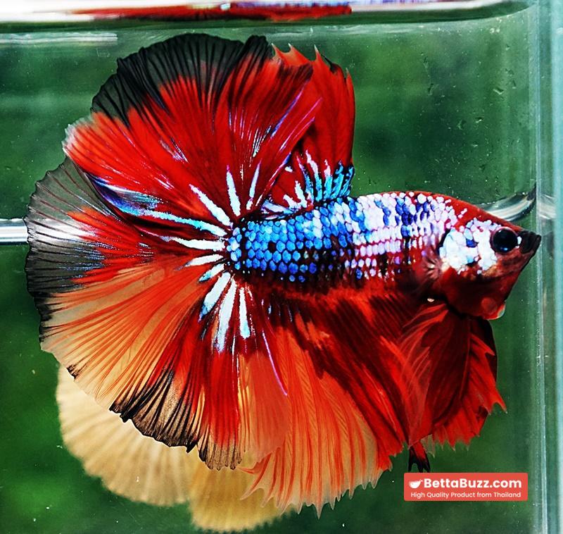 Betta fish OHM Multicolor On Fire - Image 4