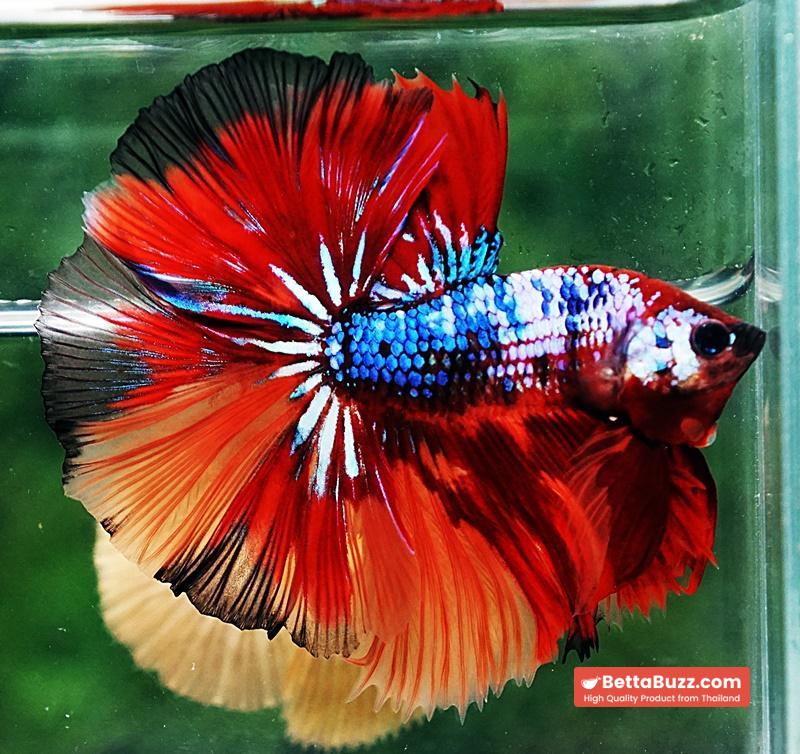 Betta fish OHM Multicolor On Fire - Image 2