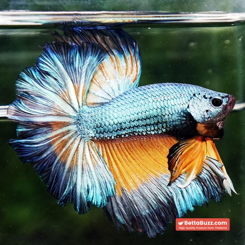 Betta fish OHM Sky Mustard Gas Butterfly Rose tail - Image 5