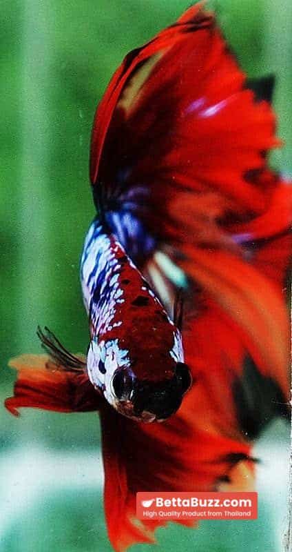 Betta fish OHM Multicolor On Fire - Image 8