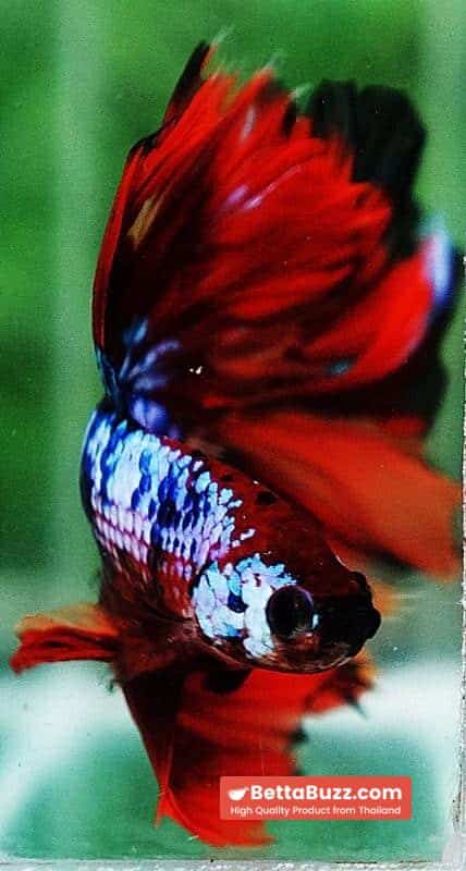 Betta fish OHM Multicolor On Fire - Image 9
