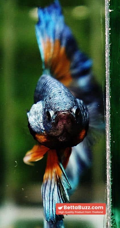 Betta fish OHM Sky Mustard Gas Butterfly Rose tail - Image 7