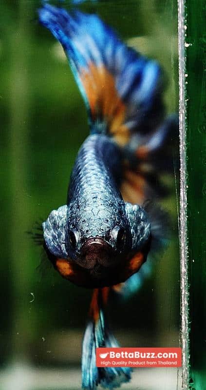 Betta fish OHM Sky Mustard Gas Butterfly Rose tail - Image 8