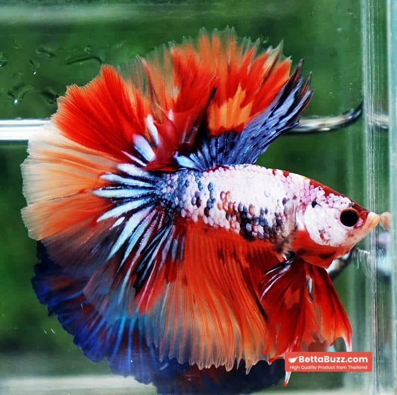 Betta fish Multicolor Grey Firer Sky Hawk (OHM) - Image 4