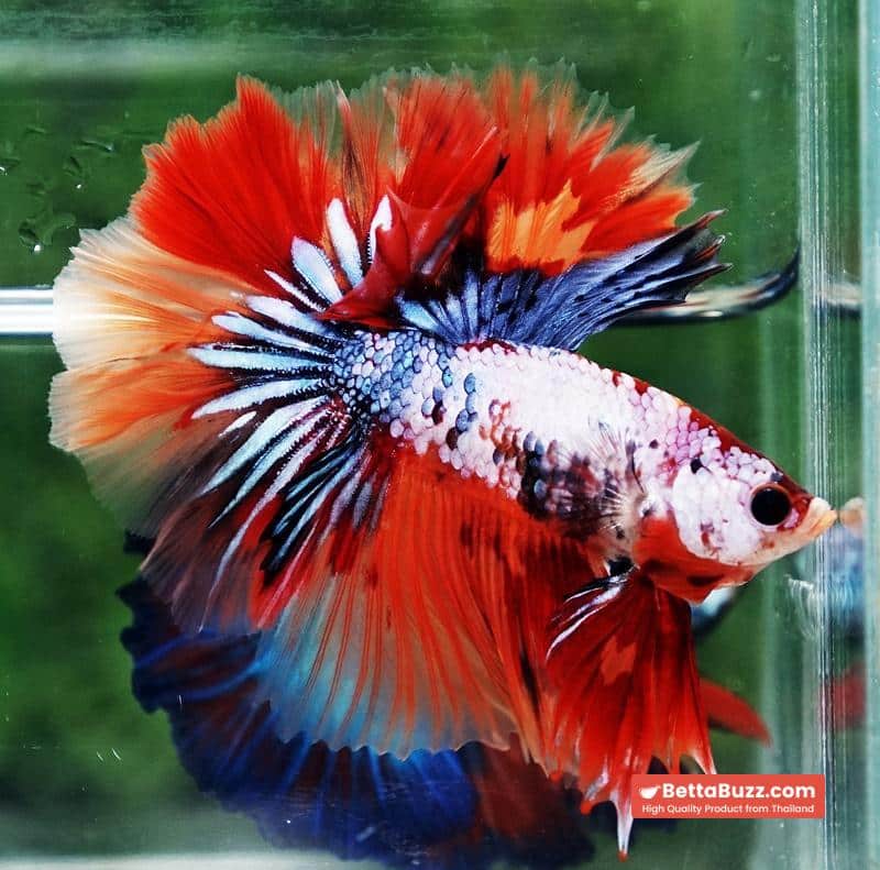 Betta fish Multicolor Grey Firer Sky Hawk (OHM) - Image 6