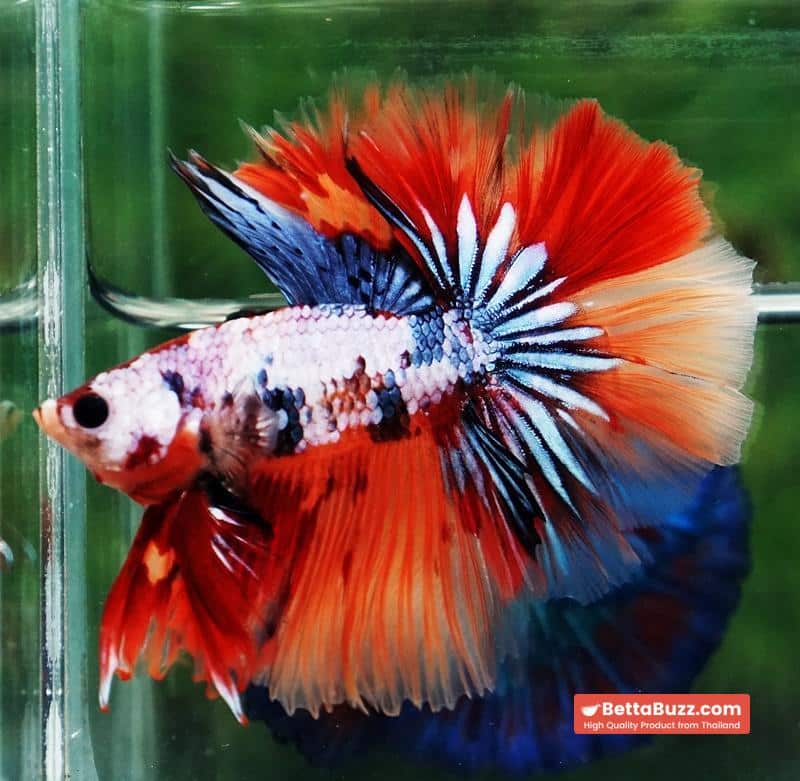 Betta fish Multicolor Grey Firer Sky Hawk (OHM) - Image 5