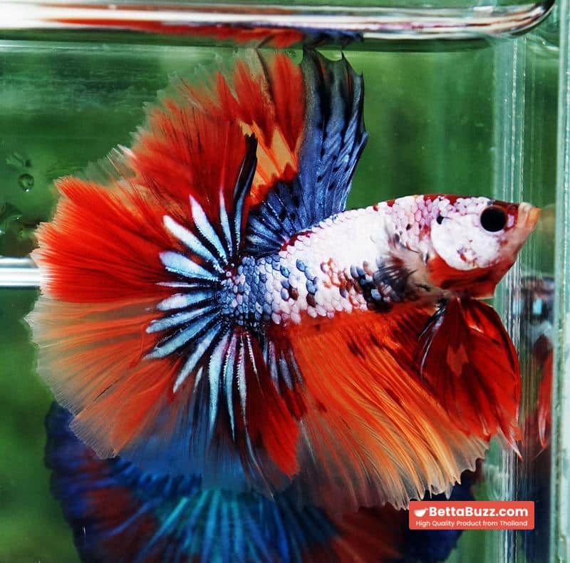 Betta fish Multicolor Grey Firer Sky Hawk (OHM) - Image 7