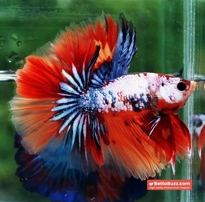 Betta fish Multicolor Grey Firer Sky Hawk (OHM) - Image 2