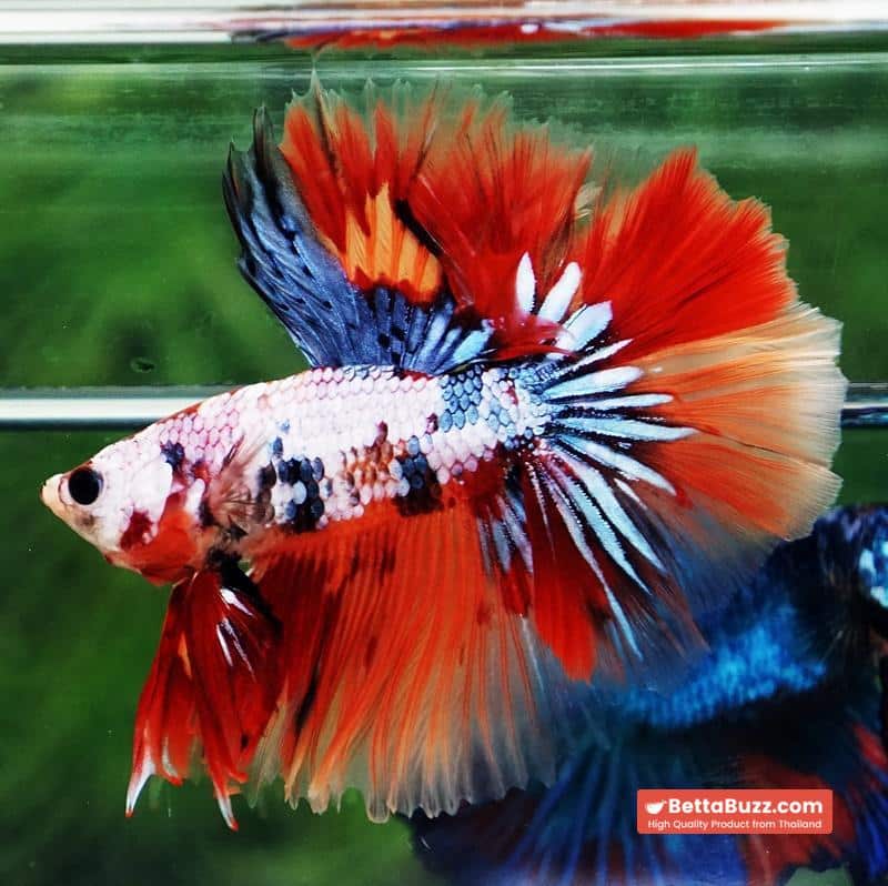 Betta fish Multicolor Grey Firer Sky Hawk (OHM) - Image 3