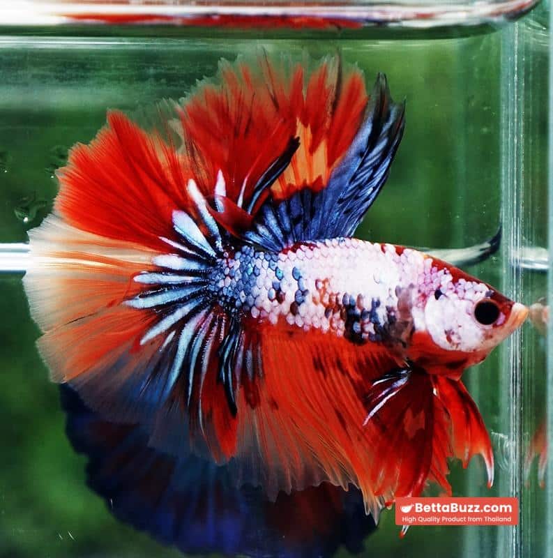 Betta fish Multicolor Grey Firer Sky Hawk (OHM) - Image 8