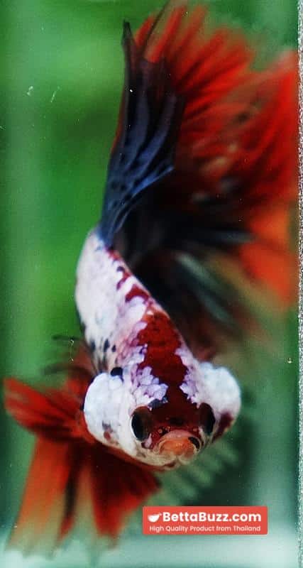 Betta fish Multicolor Grey Firer Sky Hawk (OHM) - Image 9