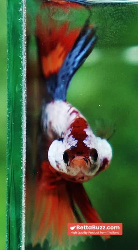 Betta fish Multicolor Grey Firer Sky Hawk (OHM) - Image 10