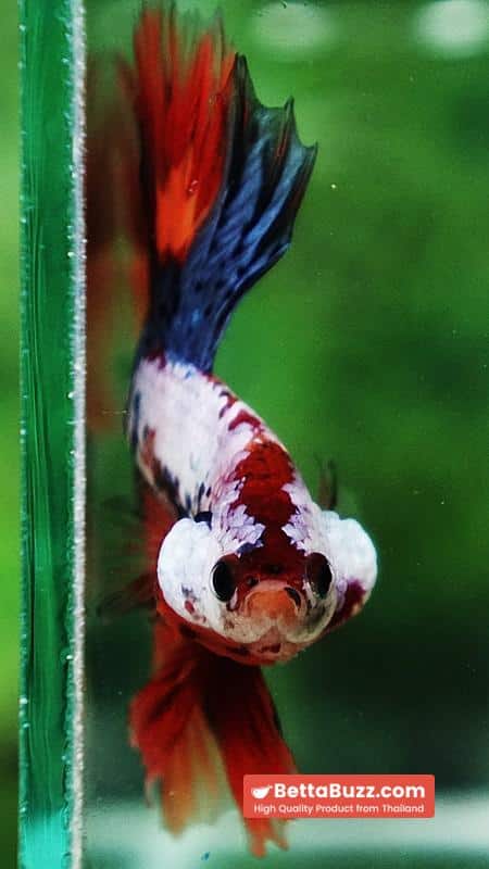 Betta fish Multicolor Grey Firer Sky Hawk (OHM) - Image 11