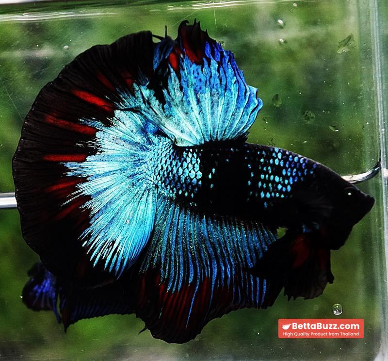 Betta fish HM King Black Star Avatar (Rare) - Image 5