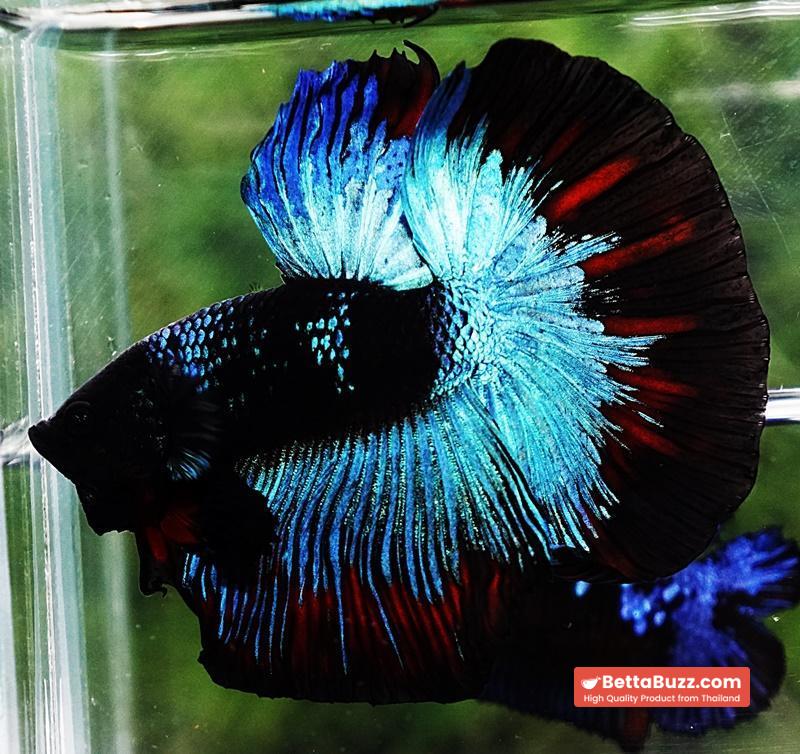 Betta fish HM King Black Star Avatar (Rare) - Image 4