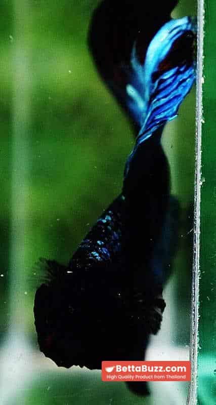 Betta fish HM King Black Star Avatar (Rare) - Image 7