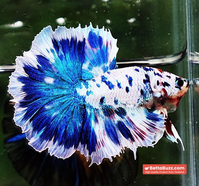 Betta fish OHM Prince of The Frozen Rose