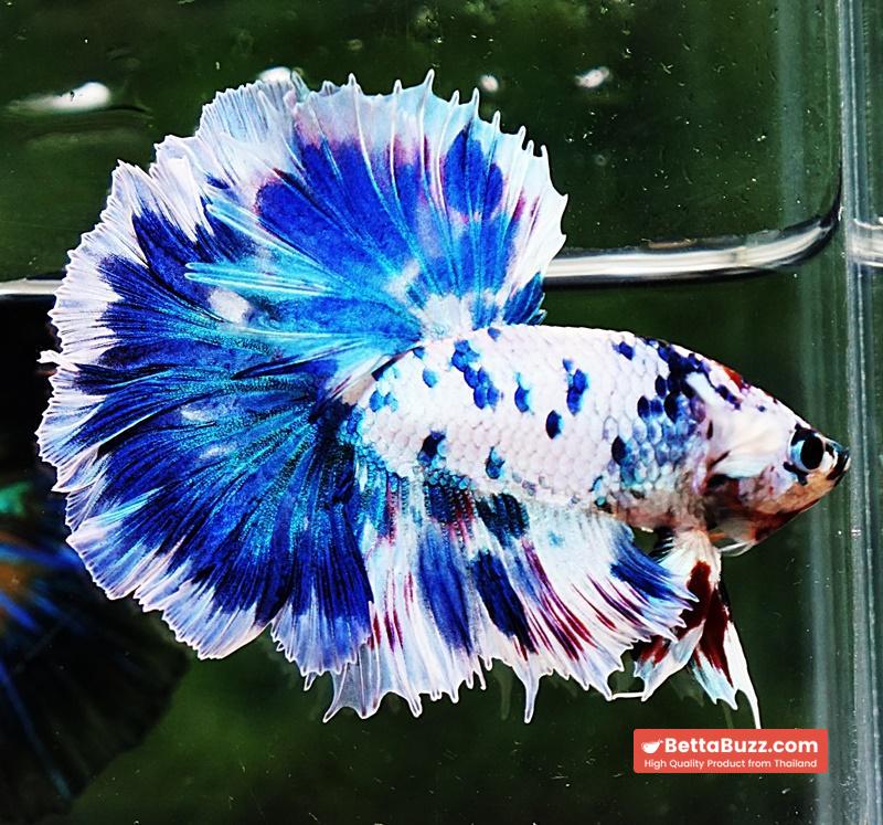 Betta fish OHM Prince of The Frozen Rose - Image 6