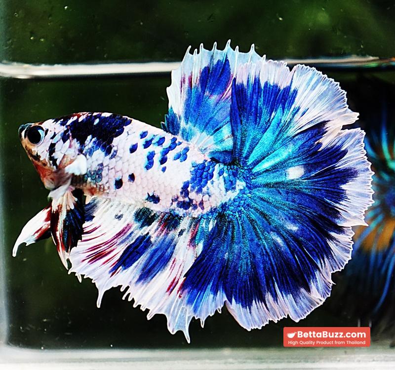 Betta fish OHM Prince of The Frozen Rose - Image 5