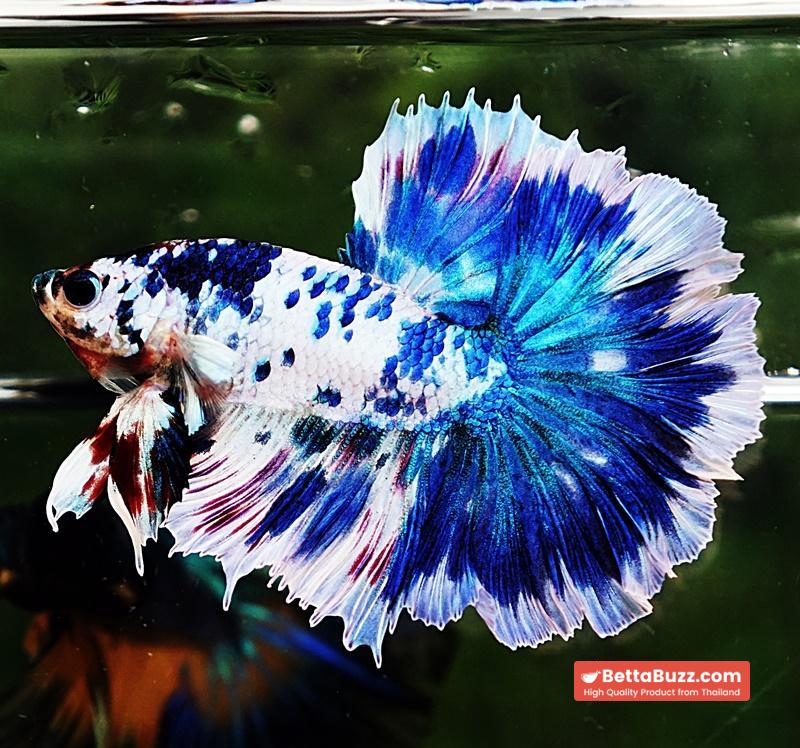 Betta fish OHM Prince of The Frozen Rose - Image 7
