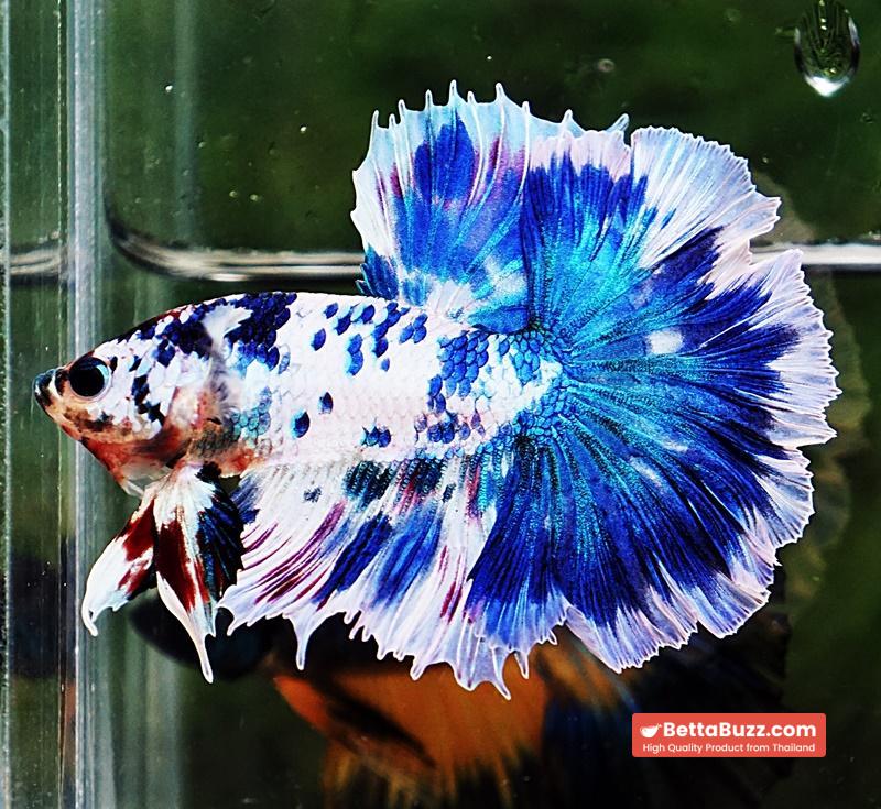 Betta fish OHM Prince of The Frozen Rose - Image 3