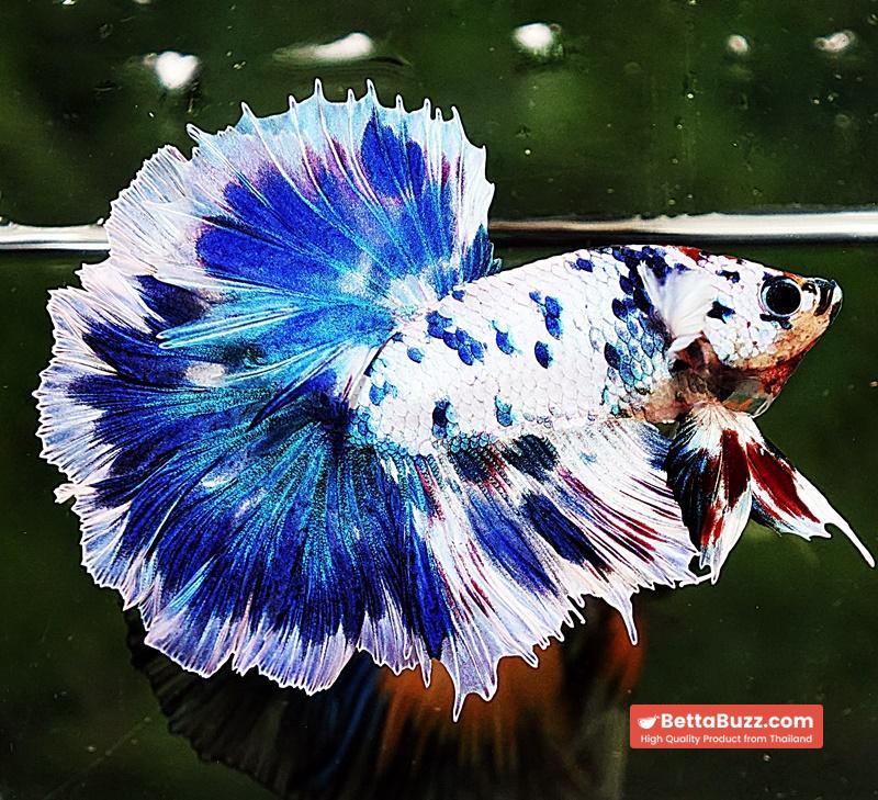 Betta fish OHM Prince of The Frozen Rose - Image 4