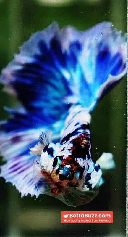 Betta fish OHM Prince of The Frozen Rose - Image 8