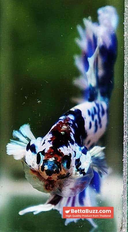 Betta fish OHM Prince of The Frozen Rose - Image 9