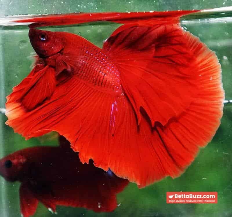 Betta fish OHM The Big Red Hawk - Image 3