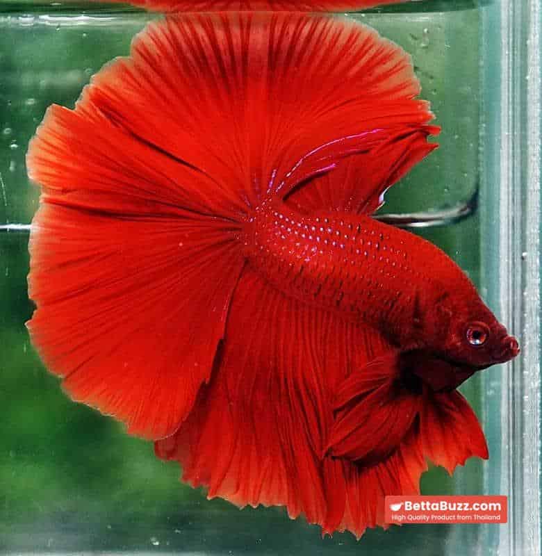 Betta fish OHM The Big Red Hawk - Image 2