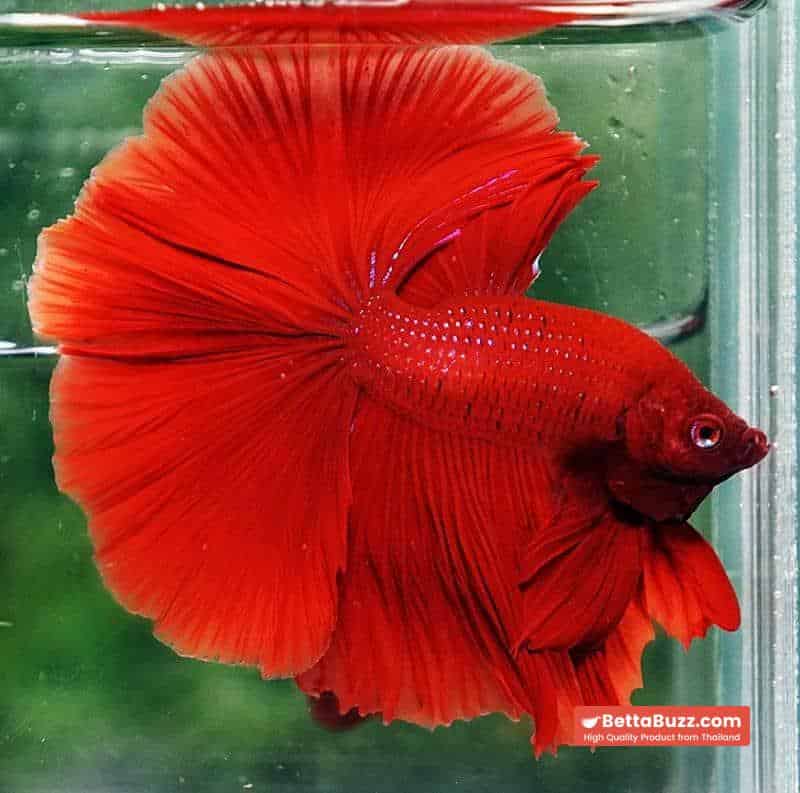 Betta fish OHM The Big Red Hawk - Image 4