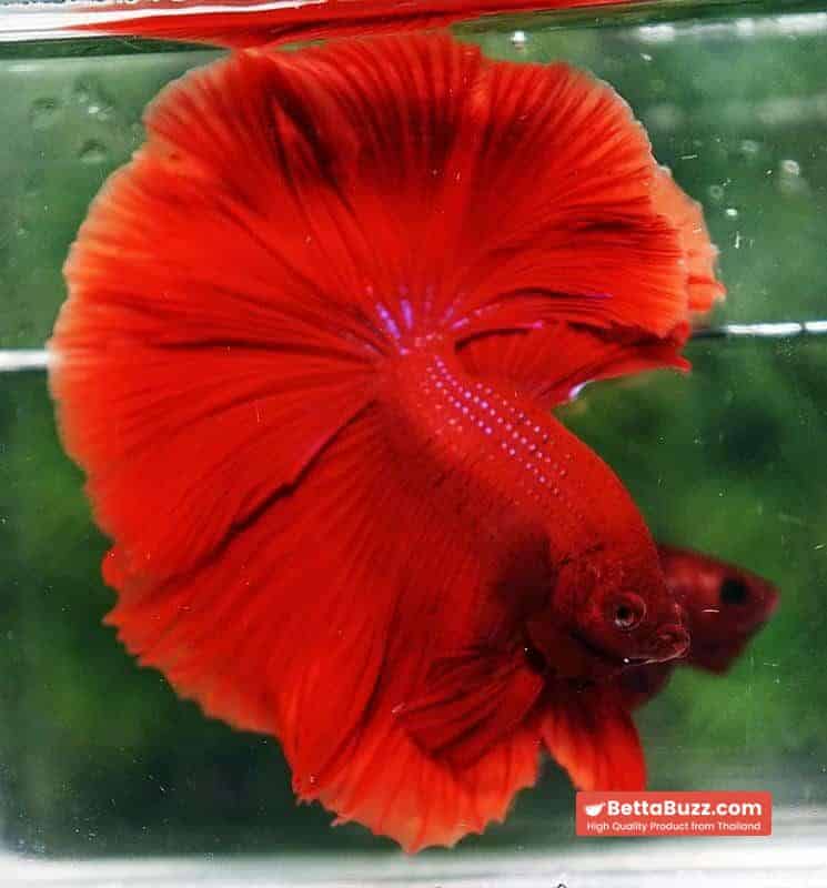 Betta fish OHM The Big Red Hawk - Image 6