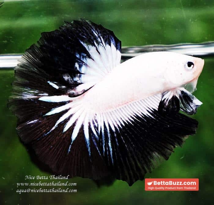 OHM Prince of YinYang Dragon (Comp Grade) - Image 5