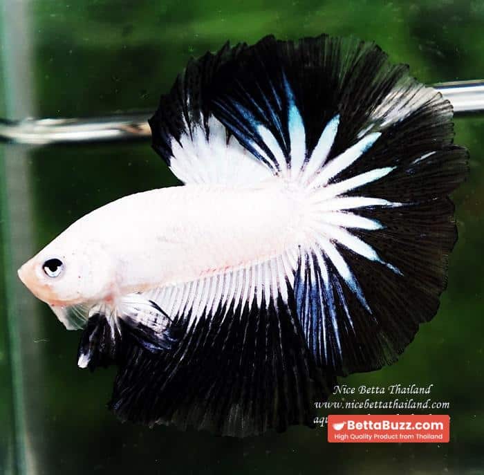 OHM Prince of YinYang Dragon (Comp Grade) - Image 4