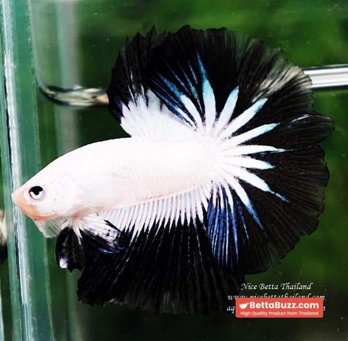 OHM Prince of YinYang Dragon (Comp Grade) - Image 2