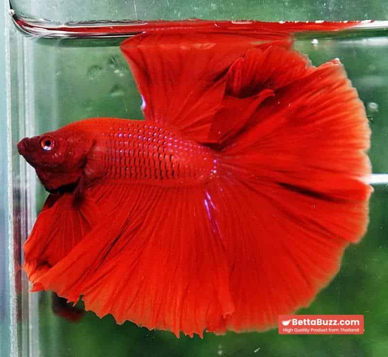 Betta fish OHM The Big Red Hawk - Image 5