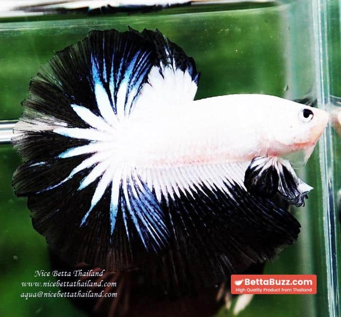 OHM Prince of YinYang Dragon (Comp Grade) - Image 3