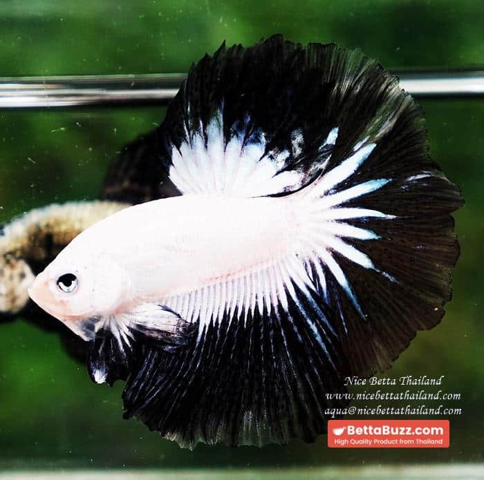 OHM Prince of YinYang Dragon (Comp Grade) - Image 6