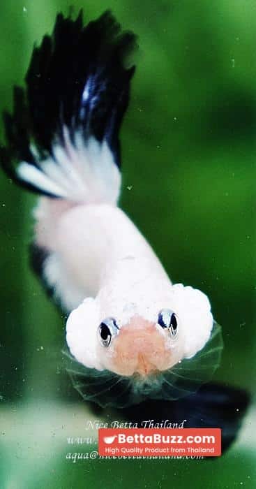 OHM Prince of YinYang Dragon (Comp Grade) - Image 7