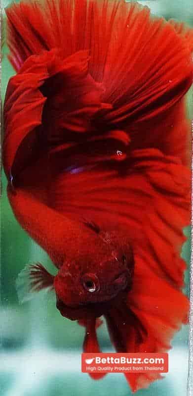 Betta fish OHM The Big Red Hawk - Image 7