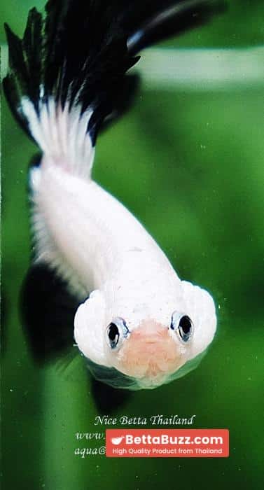 OHM Prince of YinYang Dragon (Comp Grade) - Image 8