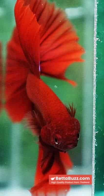 Betta fish OHM The Big Red Hawk - Image 8