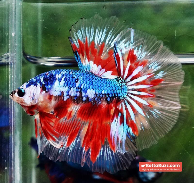 Betta fish Fancy Blue Dragon Star (OHM) - Image 2