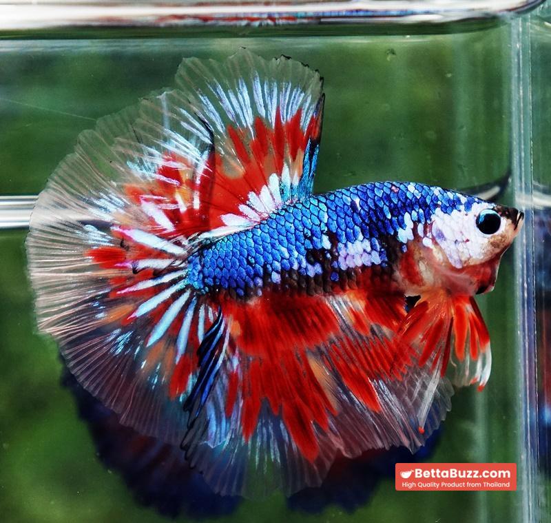 Betta fish Fancy Blue Dragon Star (OHM) - Image 5
