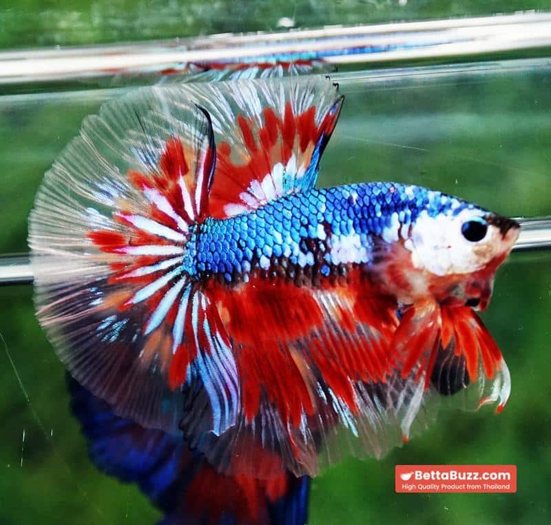 Betta fish Fancy Blue Dragon Star (OHM) - Image 3