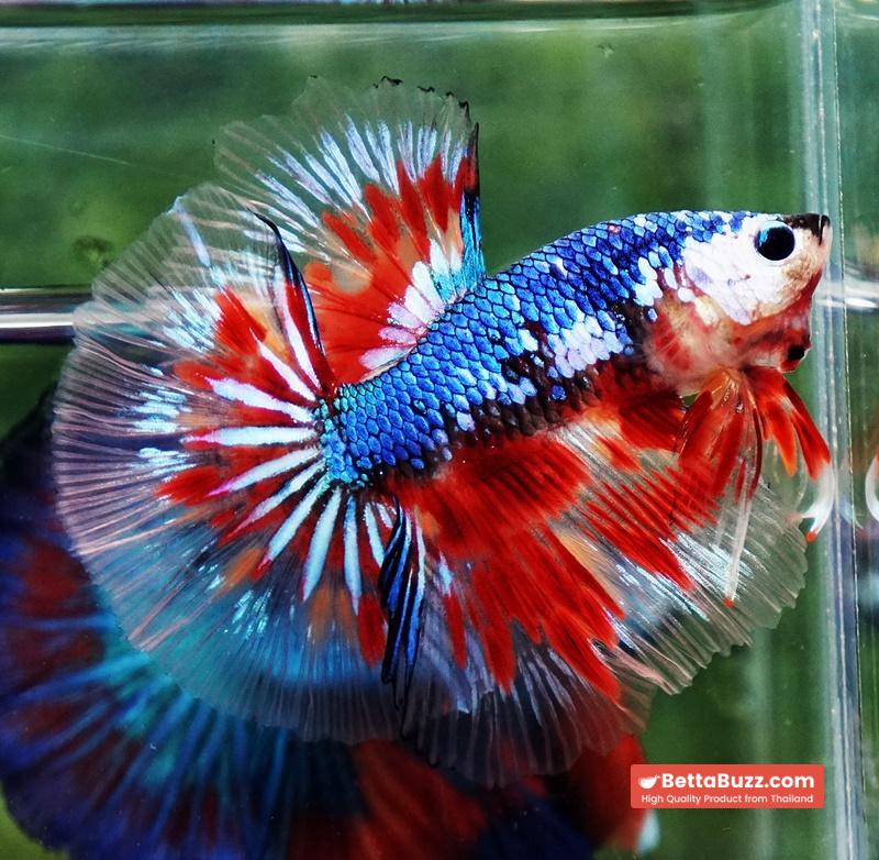 Betta fish Fancy Blue Dragon Star (OHM) - Image 4